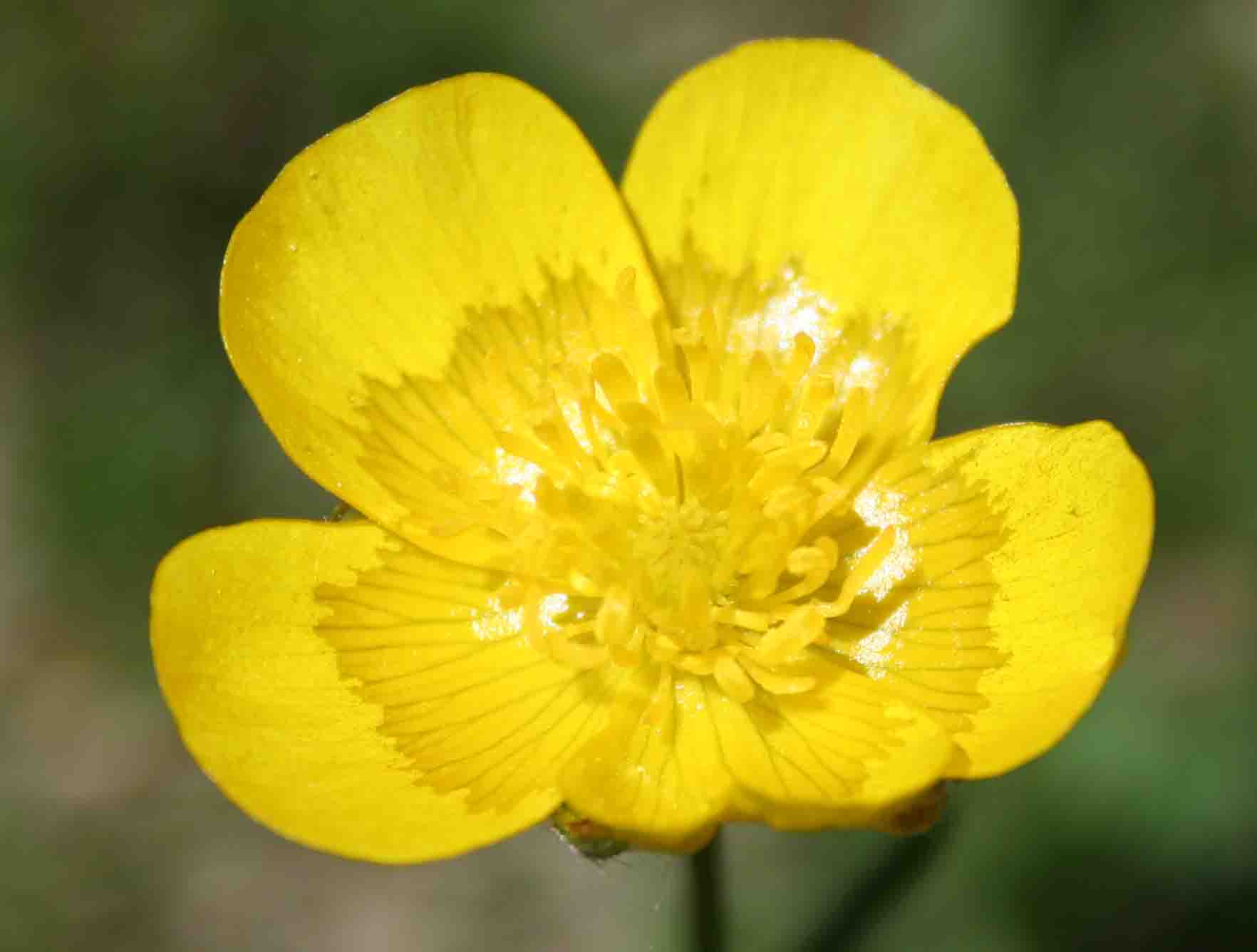 Ranunculus?